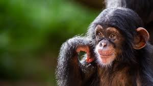 Read more about the article Chimpanzees